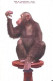 United States  ** & Postal, Chimpanzee Baldy, New York Zoological Park (4935) - Parchi & Giardini