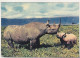 Old Used Postcard - Rhinoceros - Rhinoceros