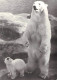 ICE BEAR WITH BABY Ursus Maritimus / *290 - Bären