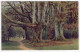 A.R.QUINTON - Giant Beeches, New Forest - Salmon *1839 - Quinton, AR