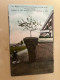Hingene-Puurs  Cam. Kegels-Costa's Kriekappelboom In Hollen Trunk Geplant 1901 Beladen Met 267 Appeltjes In 1909  ARBRE - Puurs