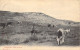 BELGIQUE - WENDUYNE - Dans Les Dunes - Carte Postale Ancienne - Wenduine