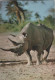 Faune Africaine - Rhinoceros - Rhinocéros