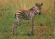 Africa - Zebra Di Grant - Zebres - Zebras - Cecami - Zèbres