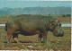 Hippopotamus - Hippopotame - Ippopotamo - Nilpferd - Africa - Cecami - Ippopotami