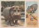 Hippopotamus - Hippopotame - Ippopotamo - Vintage Russian Postcard 1955 - Illustrateur Stepantsev - Hippopotamuses