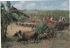 GUADELOUPE. PT-BOURG.  CPSM..AU BORD DE LA LEZARDE SCENE DE LA RECOLTE DE LA CANNE A SUCRE. ATTELAGE .+ TEXTE ANNÉE 1980 - Autres & Non Classés