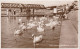 WEYMOUTH  - THE SWANS - Weymouth