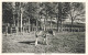 BELGIQUE - Nassogne - Le Parc - Poulain - écurie - Haras - Clairière - Pré - Carte Postale Ancienne - Nassogne