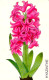 SCHEDA PHONECARD GERMANY BLUMEN 3 DIE HYAZINTHE PD 05/98 020 5010 5 803 - P & PD-Series: Schalterkarten Der Dt. Telekom