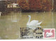 BIRD CYGNES , SWAN, 1980 MAXIMUM CARD,CARTE MAXIMUM,CM ROMANIA - Zwanen