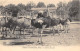 06-NICE- FERME D'AUTRUCHES - 8 CARTES - Parcs Et Jardins