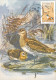 Romania, Roumanie, Rumänien, Rumania, Roemenië.Roumania, Carte Maximum 2010 Cygne - TADORNA -  Maximum Card Romania - Cisnes