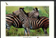 ZEBRES - SWAZILAND - Zebra's