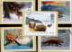 GRANDE BRETAGNE - LES ANIMAUX L'HIVER - CARTE MAXIMUM - N° Yvert 1591/1595 - Maximum Cards