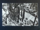 Carte Postale Postcard Cactus Monaco 1952 - Sukkulenten