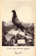 Pigeons - Cliché Officiel Du Pigeon De Verdun - Colombogramme Du Commandant Raynal - Carte Postale Ancienne - Autres & Non Classés