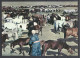 Mongolia, Somewhere, Large Herd Of Horses, 1971. - Mongolia