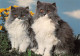 KATTEN KAT CAT CATS CHAT CHATS CPM - Cats