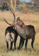 Faune Africaine Antilopes - Cebras