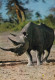Faune Africaine Un Rhinocéros - Neushoorn