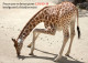 CHAD TCHAD 2023 STATIONERY CARD - GIRAFE GIRAFES GIRAFFE GIRAFFES - COVID-19 CORONAVIRUS PANDEMIC CORONA RECOVERY - Girafes