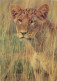 CPSM Kenya-Lion Cub-Beau Timbre       L2311 - Kenya