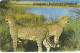 Namibia Phonecard - Superb Fine Used ( Zero 0) - Namibia