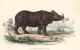 LE RHINOCEROS D' ASIE Par BUFFON  - édition FURNE à PARIS - (9x14cm) - TRES BON ETAT - Rinoceronte
