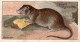 CHROMO PLAYER'S CIGARETTES NATURE SERIES THE BROWN RAT - Player's