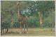 Giraffe - Girafe - Giraf - Giraffe In The Kruger National Park - Jirafas