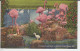 Flamingos And Nests At Hialeah Park Miami  Floride USA Jeunes Oiseaux Sont Blanc Flamants Rose, Famille - Miami