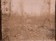 Bois Bourru - Photo Ancienne - Militaria - La Forêt Après Le Marmitage - 15 Juin 1916 - Ww1 Guerre 1914 1918 - Autres & Non Classés