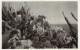 MONACO - Jardin Exotique - CEREUS VALIDUS Et Divers - ALOES, AGAVES Et YUCCAS Divers - Carte Postale Ancienne - Jardin Exotique