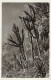 MONACO - Jardin Exotique - EUPHORBIA  NEUTRIA Et Divers - Cactus - Carte Postale Ancienne - Jardín Exótico