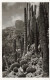 MONACO - Jardin Exotique - ECHINOCACTUS GRUSONII, PILOCEREUS POLYLOPHUS, CEREUS Divers - Carte Postale Ancienne - Giardino Esotico