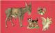 LOT 4 DECOUPIS CHROMOS ANCIENS THEME ANIMAUX ANE CACATOES CHAT POULE - Animales