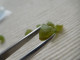 LOT CRISTAUX NATUREL DE PERIDOT 14.40 K VERT OLIVE MADAGASCAR PIERRE FINE C24 - Ohne Zuordnung