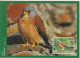 Nouvelle Zélande Carte Maximum 2000 Oiseaux 1792-98 (7 Cartes) - Storia Postale