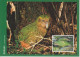 Delcampe - Nouvelle Zélande Carte Maximum 2000 Oiseaux 1792-98 (7 Cartes) - Cartas & Documentos