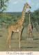 AK 147328 GIRAFFE - Giraffes