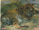 Carte Téléphone  ##  TIGRE Du BINGAL ##  (CHINE ) Gift Card, Carta Regalo, Cadeaukaart - Tickets FT