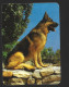 Pola De Laviana Herdershond Chien Dog Calendar 2002 Kalender Calendrier Htje - Petit Format : 2001-...