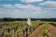 ¤¤    -   HAUTE-GOULAINE   -  Lot De 4 Clichés Des Vignes   -  Vignoble   -  Voir Description      -   ¤¤ - Haute-Goulaine