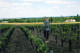 ¤¤    -   HAUTE-GOULAINE   -  Lot De 4 Clichés Des Vignes   -  Vignoble   -  Voir Description      -   ¤¤ - Haute-Goulaine