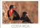 COSTA RICA - PICTURE POSTCARD Ca 1988 - /DE / *1071 - Costa Rica