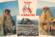 GIBRALTAR - PICTURE POSTCARD Ca 1965 / *1085 - Gibraltar