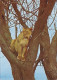 AK148500 UGANDA - Lioness On A Tree - Oeganda