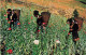 Thaïlande - Meo Hill Tribe Girls In The Opium Poppy Field At Golden Tringle , Cueillette Opium PF - Thaïlande