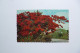 The Sunny CARIBBEAN  -  The Royal Poinciana  -  Antilles - Other & Unclassified